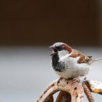 sparrow, bird, metal