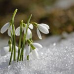 spring, snowdrop, flower