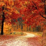 road, forest, fall-1072821.jpg