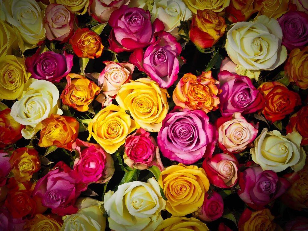 roses, bouquet of roses, bouquet-1229148.jpg